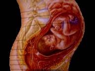 Viata intrauterina - viata si inceputul ei